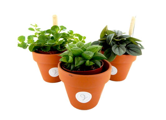 Just4You - Terracotta Mini-Pflänzchen