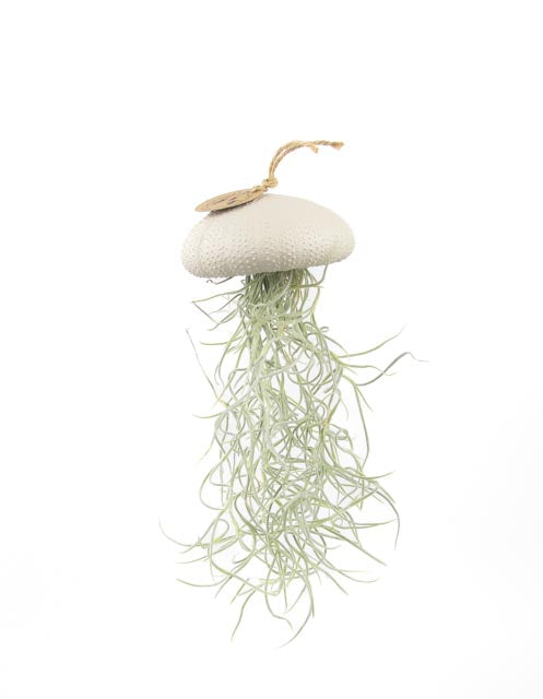 Luftpflanze Tillandsia hängender Seeigel gold