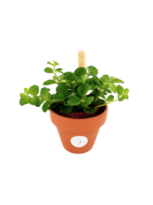 Minipflanze inkl. Pot